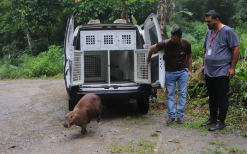 Soltura-Capivara-6-1024x672