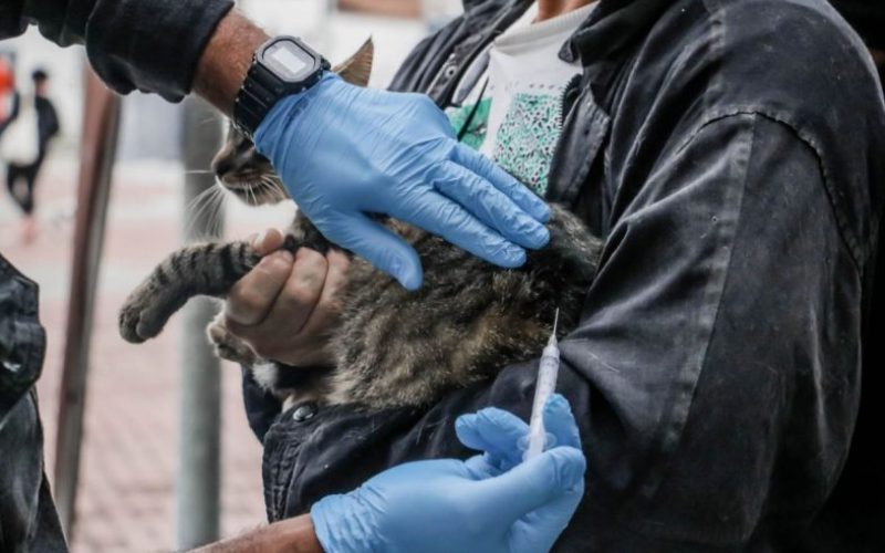Vacinacao-antirrabica-para-caes-e-gatos-acontece-de-forma-itinerante-ate-dezembro-em-Itaborai
