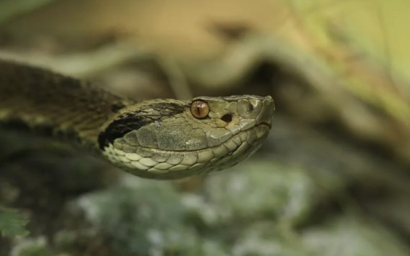 cobra