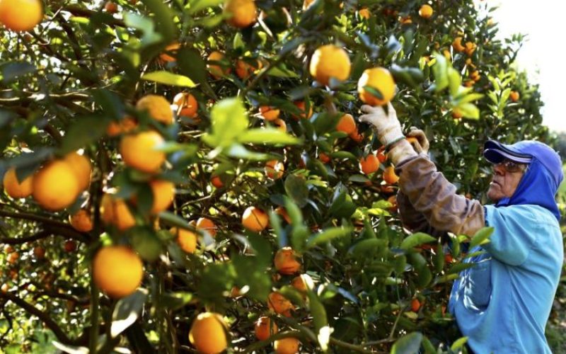 22/06/2017- PAraná- A safra de laranja 2017/2018, que começa a ser colhida em julho, deve alcançar 1 milhão de toneladas – ou 24 milhões de caixas, o que representa um aumento de 33% sobre as 750 mil toneladas de 2016/2017. Depois das perdas registradas na safra passada, prejudicada pelo veranico, a expectativa é de retomada nesse ano. Na foto, pomar de laranja em Rolândia.
Foto: Cocamar/FotosPúblicas