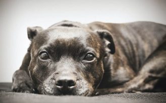 pet