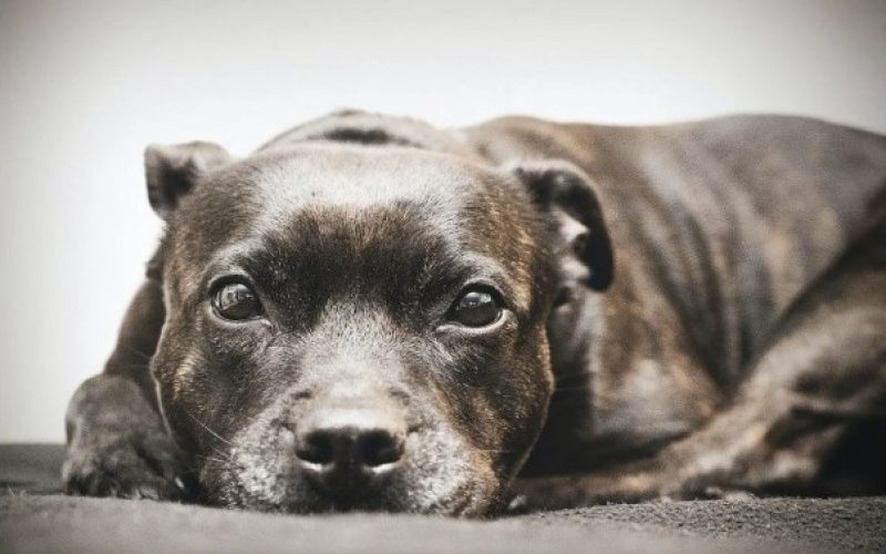 pet
