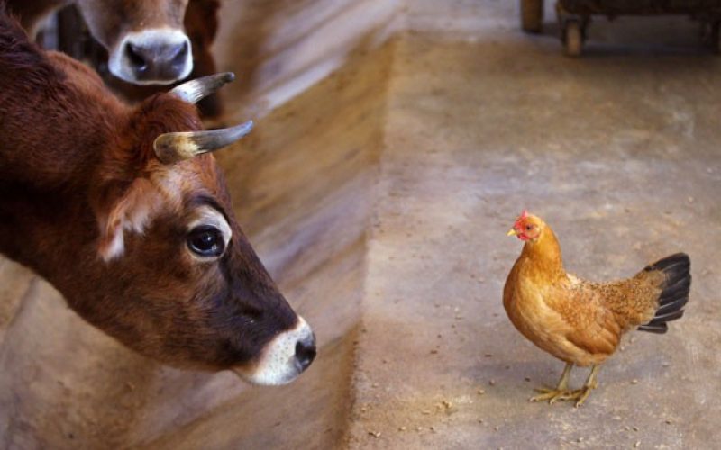 rethinking-farm-anima_fran-